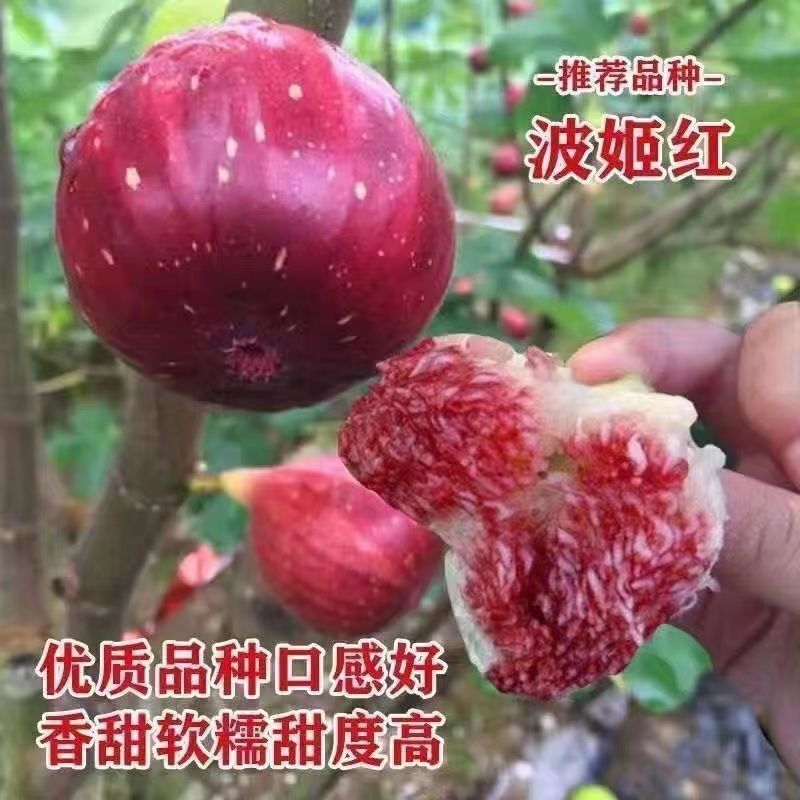 无花果苗波姬红芭劳奈布兰瑞克无花果杯苗