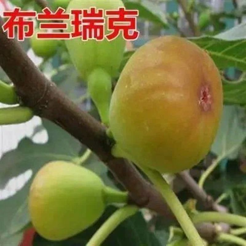 无花果苗波姬红巴劳奈布兰瑞克盆栽苗原土带叶发货