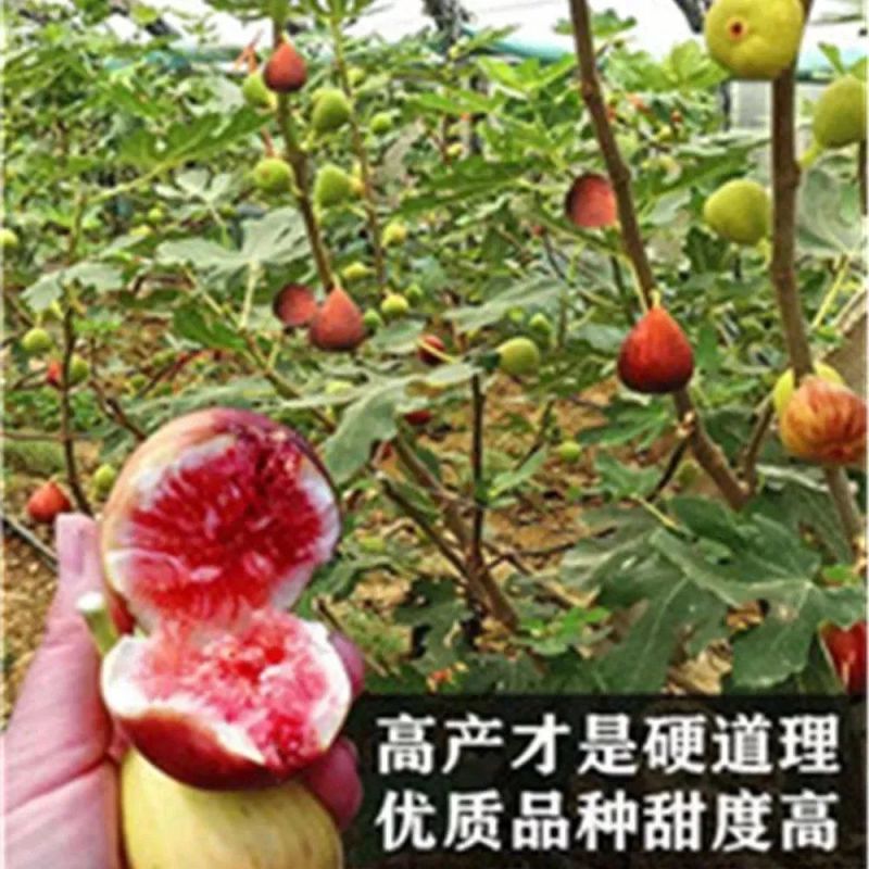 无花果苗波姬红巴劳奈布兰瑞克盆栽苗原土带叶发货