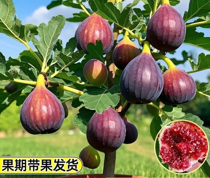 无花果苗波姬红巴劳奈布兰瑞克盆栽苗原土带叶发货