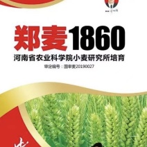 郑麦1860小麦种子河南省农科院培育高产新品种