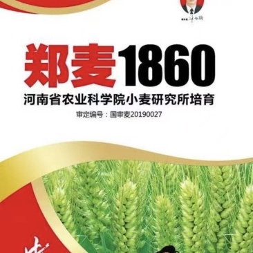 郑麦1860小麦种子河南省农科院培育高产新品种