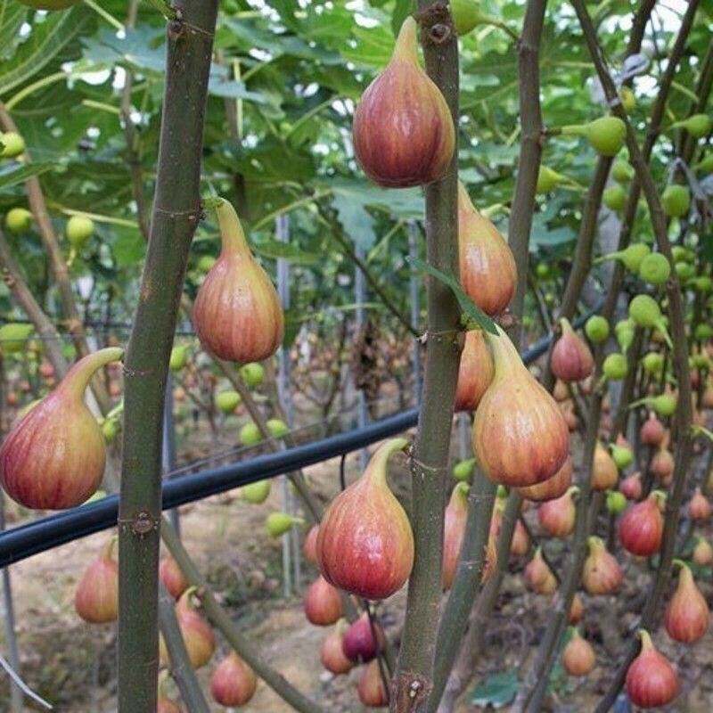 芭劳奈无花果苗布兰瑞克果树果苗格莱斯苗树盆栽树苗地栽