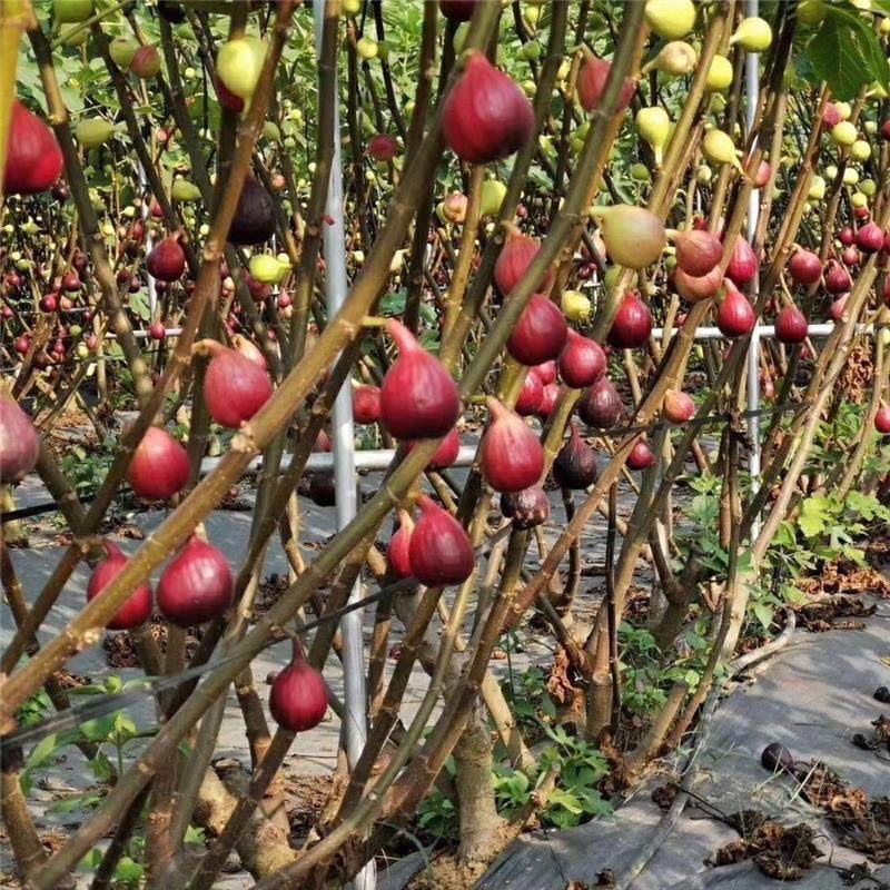 芭劳奈无花果苗布兰瑞克果树果苗格莱斯苗树盆栽树苗地栽