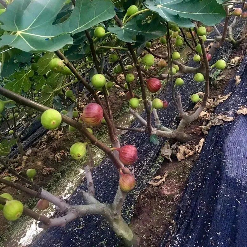 芭劳奈无花果苗布兰瑞克果树果苗格莱斯苗树盆栽树苗地栽