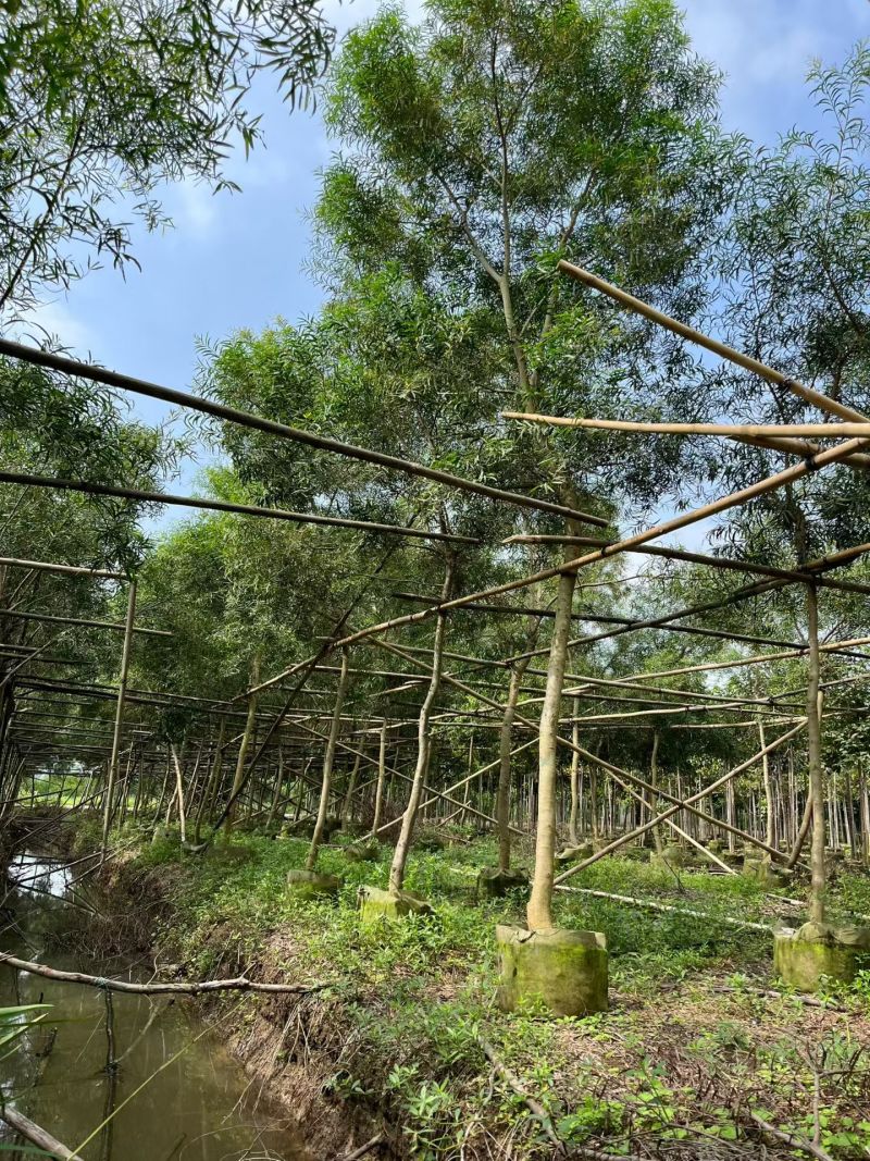 台湾相思