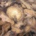 中药材大黄大黄片生大黄大黄粉土大黄500g