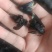 竹蜂广西竹蜂大盐竹蜂乌蜜蜂竹筒蜂中药材泡水声哑咽痛新货