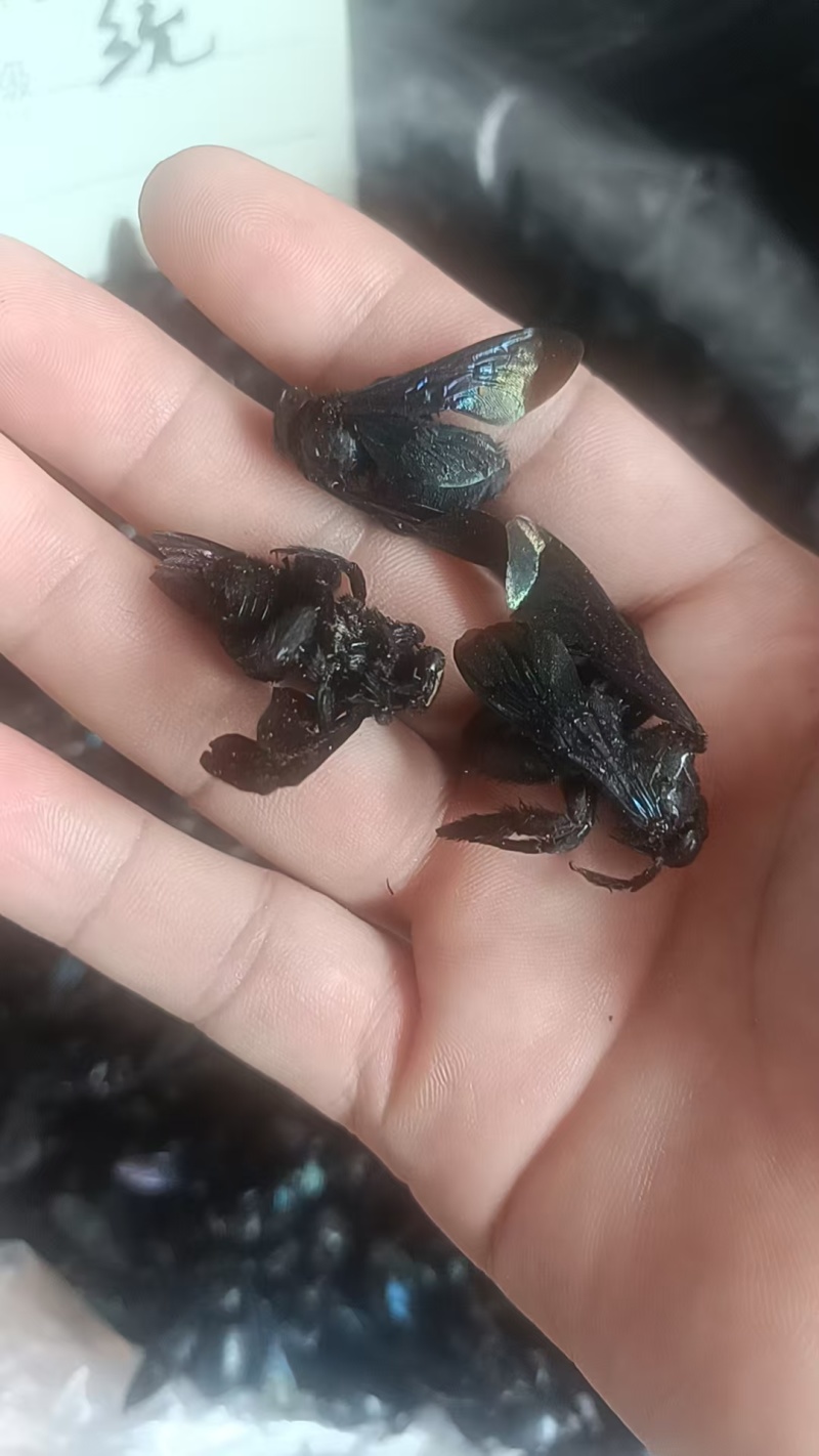 竹蜂广西竹蜂大盐竹蜂乌蜜蜂竹筒蜂中药材泡水声哑咽痛新货