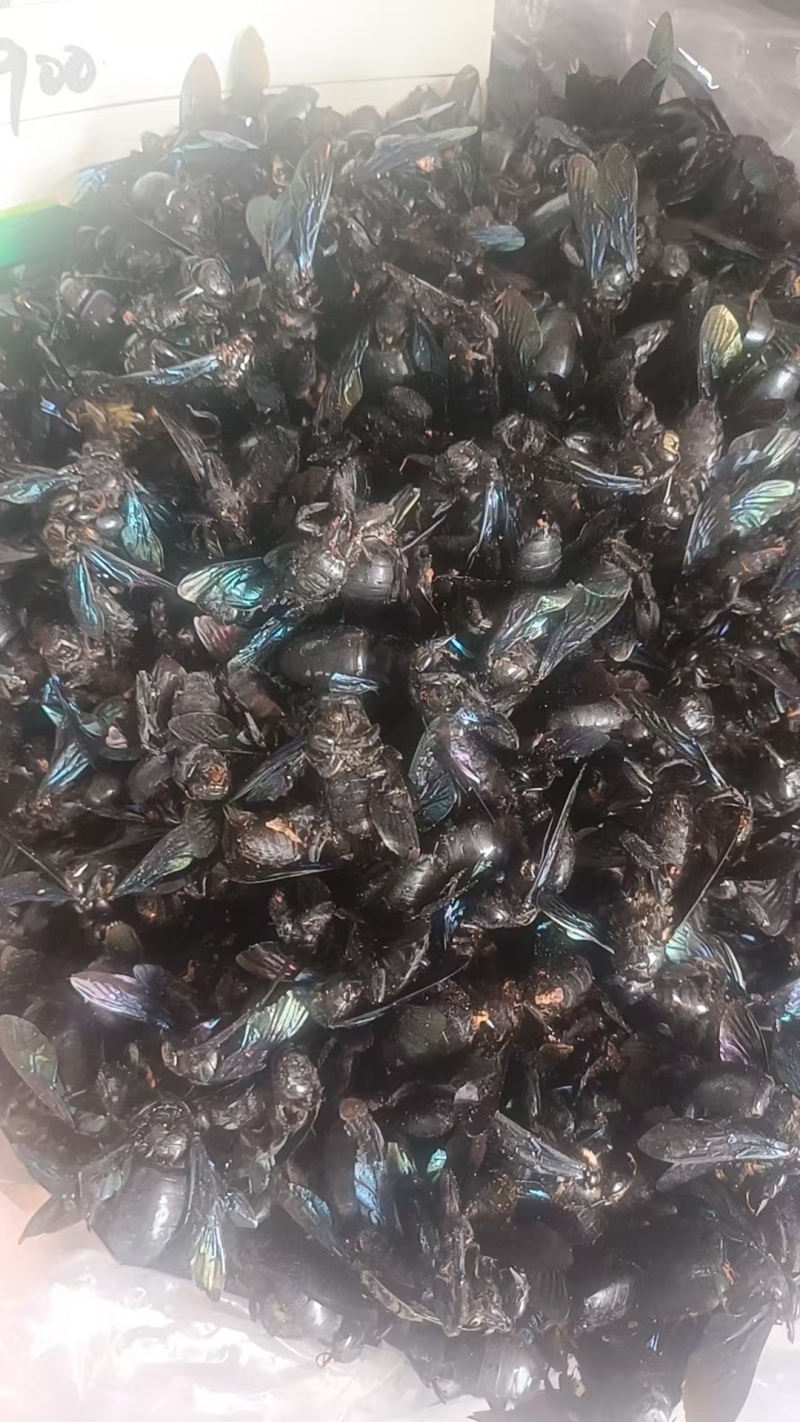 竹蜂广西竹蜂大盐竹蜂乌蜜蜂竹筒蜂中药材泡水声哑咽痛新货