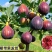 无花果苗波姬红芭劳奈金傲芬青皮无花果树苗正宗直发