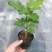 无花果苗波姬红芭劳奈金傲芬青皮无花果树苗正宗直发