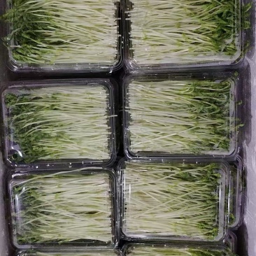 浙江温州芽苗菜净菜豌豆苗/大量上市/量大价优/诚信经营