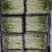 浙江温州芽苗菜净菜豌豆苗/大量上市/量大价优/诚信经营