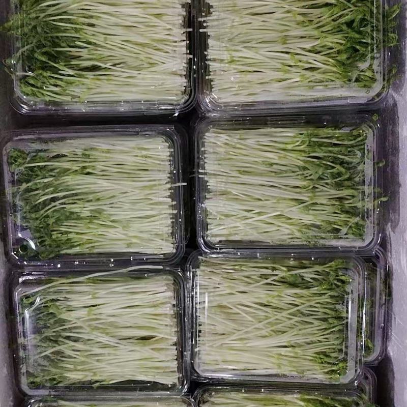 浙江温州芽苗菜净菜豌豆苗/大量上市/量大价优/诚信经营