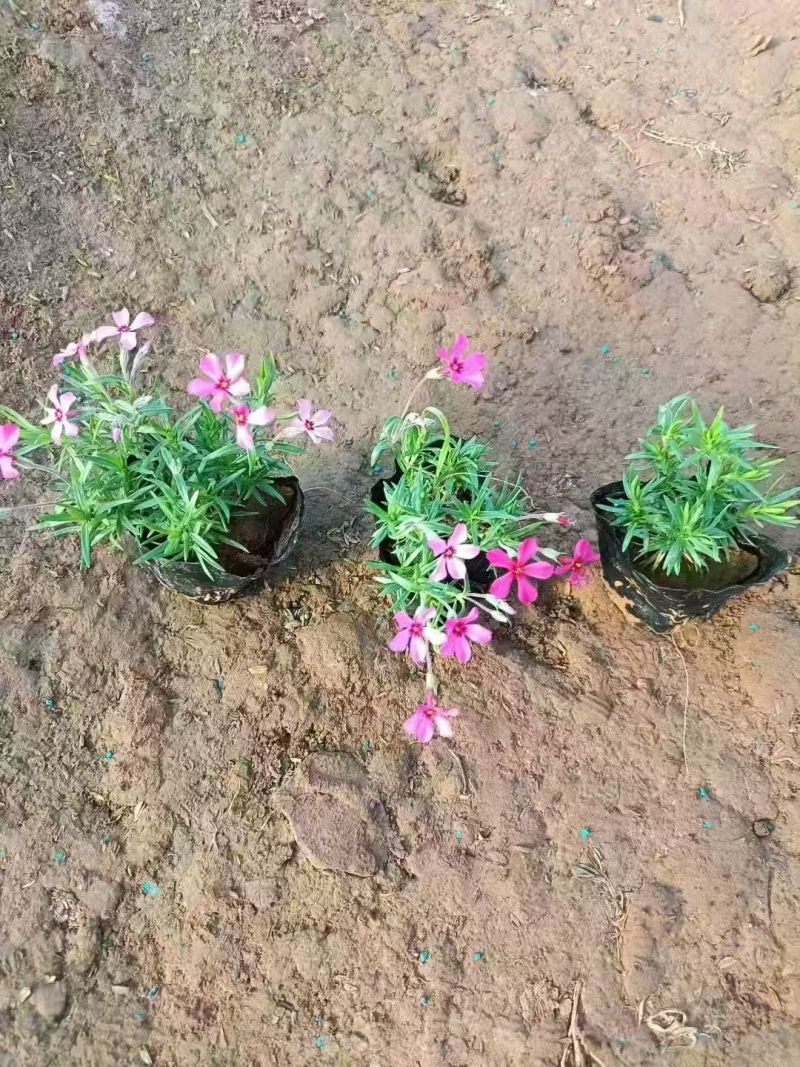绿化苗木芝樱#基地批发#适合庭院花园小区绿化带