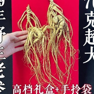 长白山65+老参正宗林下参东北干参泡酒煲汤特大人参