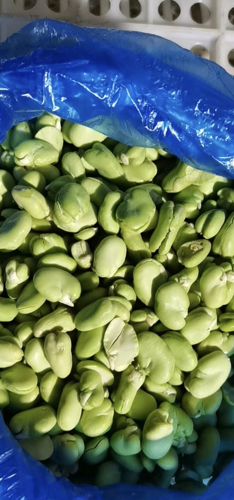 【热卖】新鲜蚕豆瓣蚕豆米蚕豆粒大量上质量保证欢迎采购