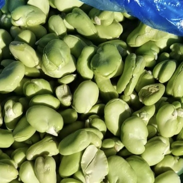 【蚕豆瓣】江苏新鲜冻蚕豆瓣蚕豆米规格齐全欢迎采购