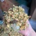 金线莲石斛茶花茶多种干花组合花茶地摊江湖**热卖厂家直销
