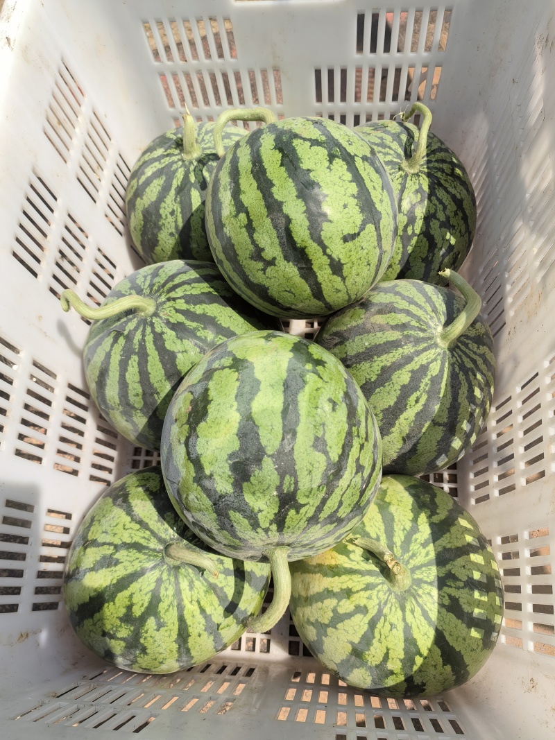 精品美都，口口脆。有籽无籽