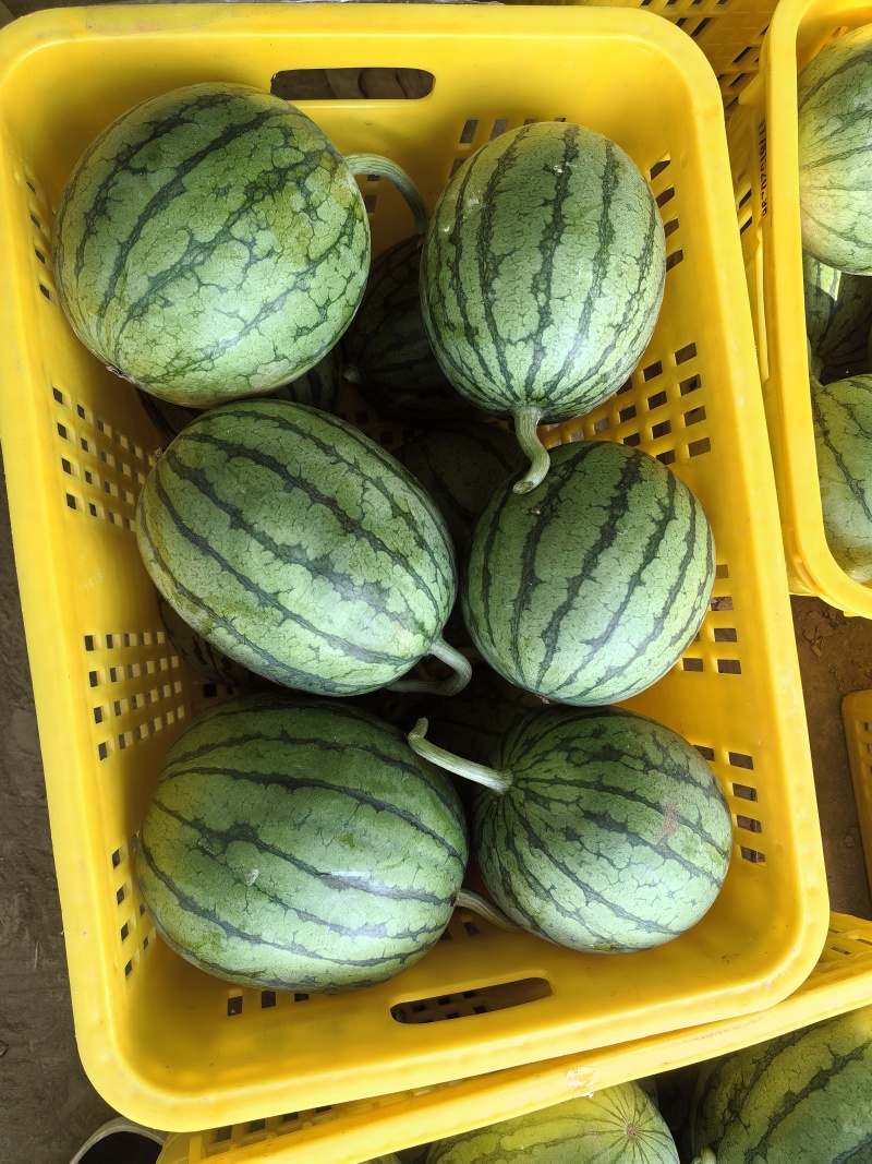 精品美都，口口脆。有籽无籽