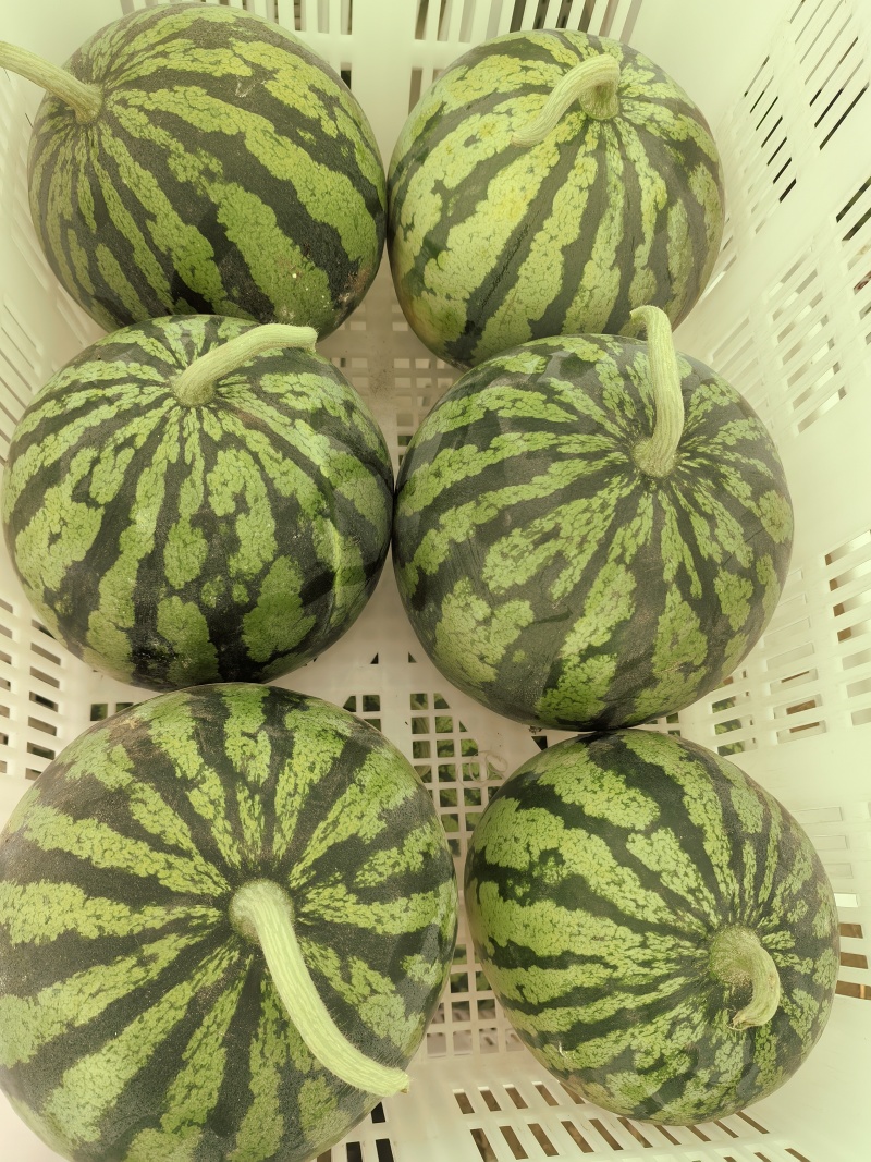 精品美都，口口脆。有籽无籽