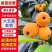 四川枇杷大量上市，工厂果，罐头果，市场精品货，支持一件代
