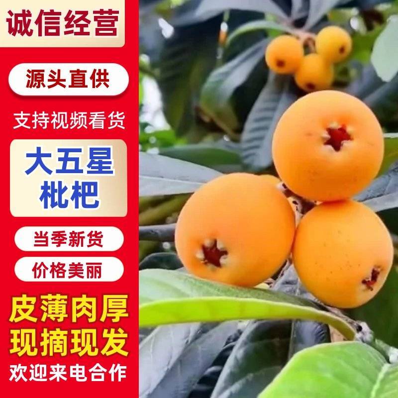 四川枇杷大量上市，工厂果，罐头果，市场精品货，支持一件代