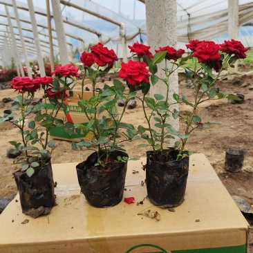 100万丰花月季，正宗红帽子月季，基地直发，质优价廉。
