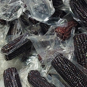 山东滨州鲜食玉米5.13号继续发货，源头工厂直接发货