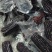 山东滨州鲜食玉米5.13号继续发货，源头工厂直接发货
