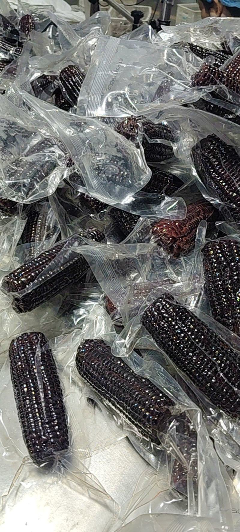 山东滨州鲜食玉米5.13号继续发货，源头工厂直接发货