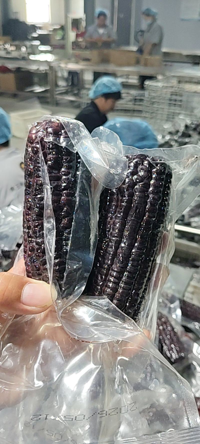 山东滨州鲜食玉米5.13号继续发货，源头工厂直接发货