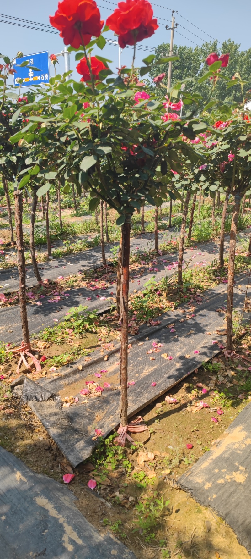 南阳月季哪家好，南阳月季种植基地，南阳月季批发，南阳树状