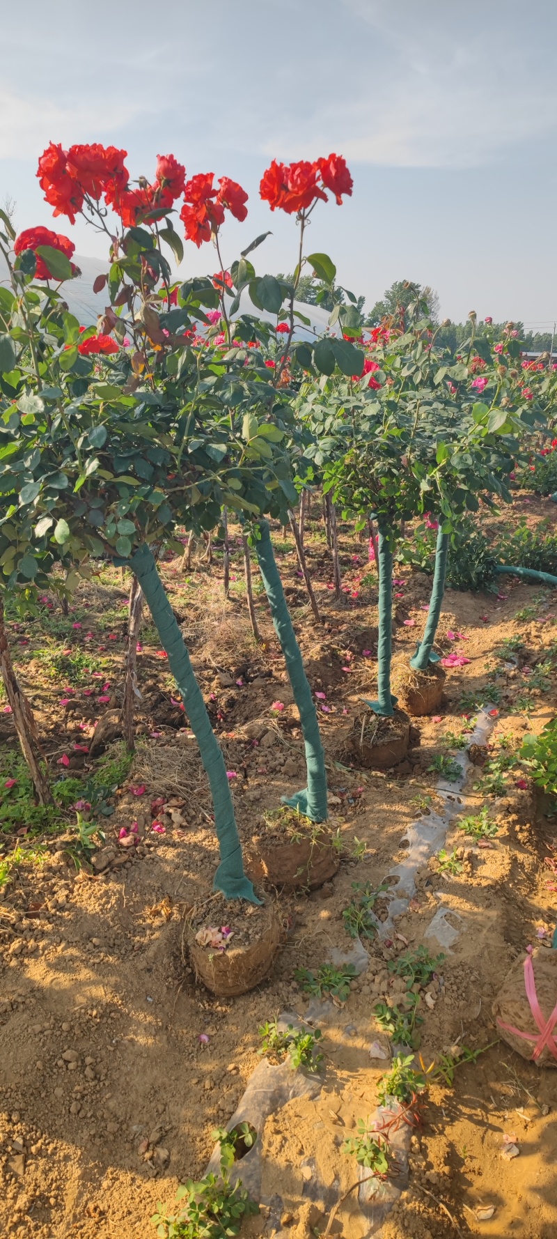 南阳月季哪家好，南阳月季种植基地，南阳月季批发，南阳树状
