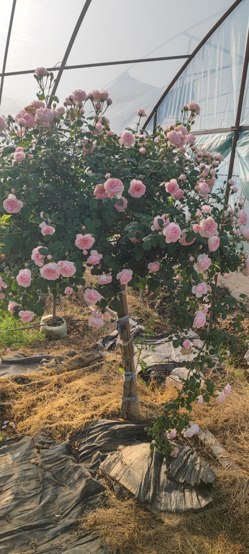 南阳月季哪家好，南阳月季种植基地，南阳月季批发，南阳树状