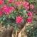 南阳月季哪家好，南阳月季种植基地，南阳月季批发，南阳树状