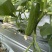农科院干花水果黄瓜
