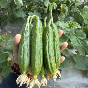 农科院干花水果黄瓜