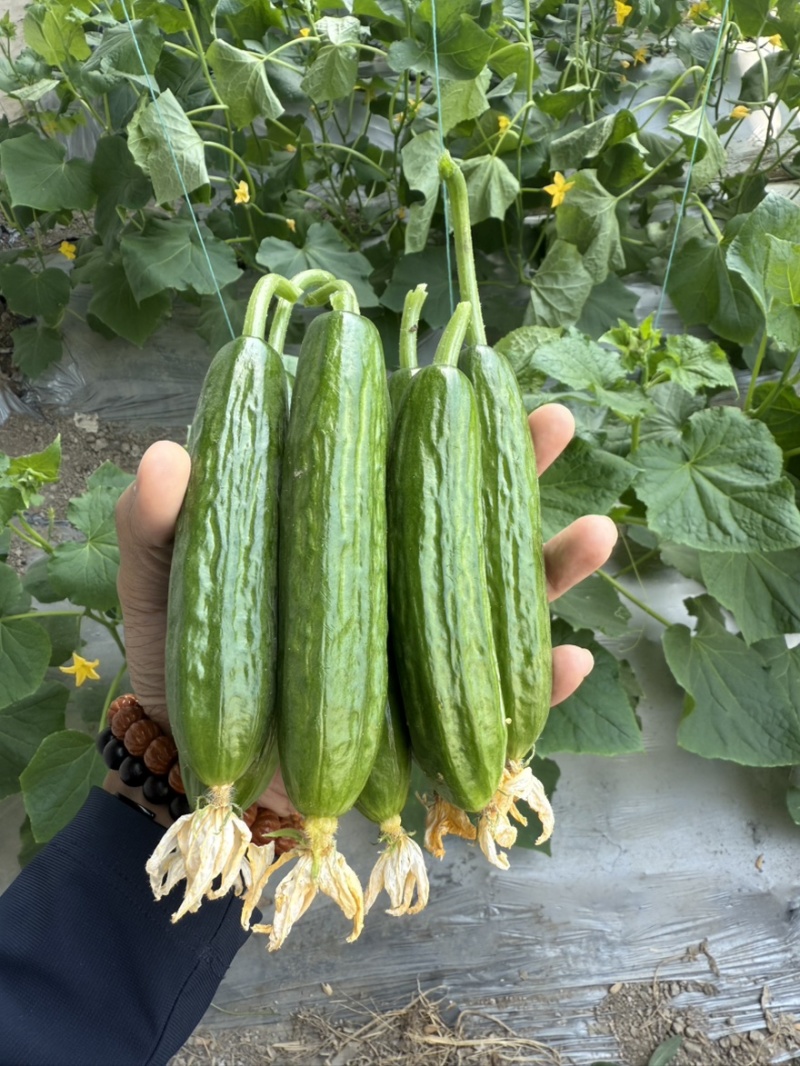 农科院干花水果黄瓜