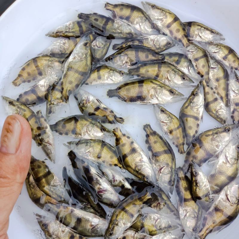 桂花鱼苗、鳜鱼苗、翘嘴鳜鱼苗基地直销，量大优惠，提供技术