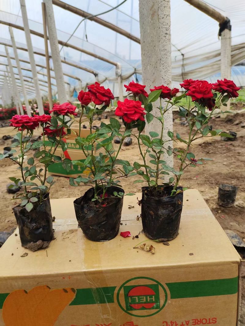 100万丰花月季，正宗红帽子月季，基地直发，质优价廉。