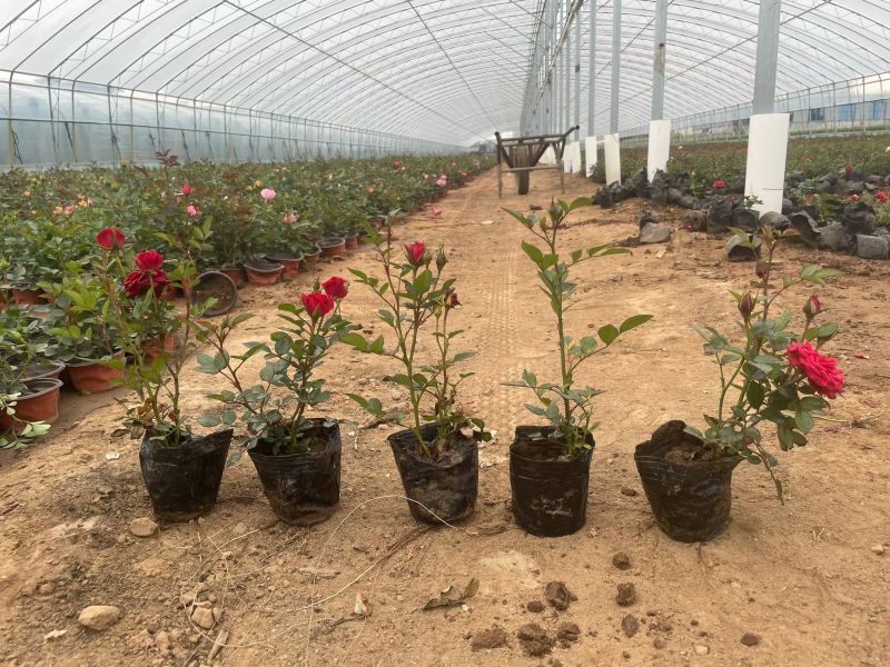 100万丰花月季，正宗红帽子月季，基地直发，质优价廉。
