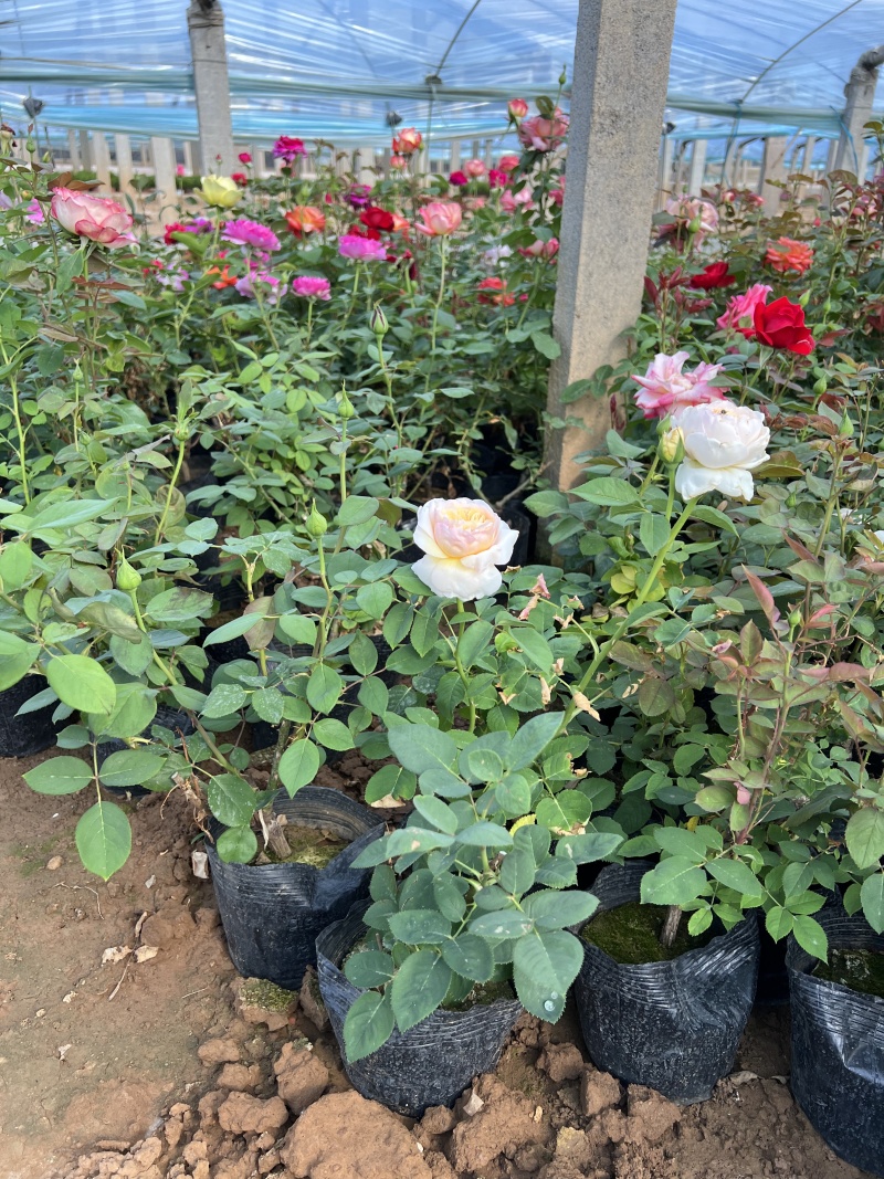 100万丰花月季，正宗红帽子月季，基地直发，质优价廉。
