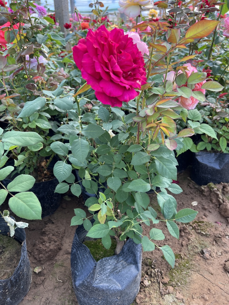 100万丰花月季，正宗红帽子月季，基地直发，质优价廉。