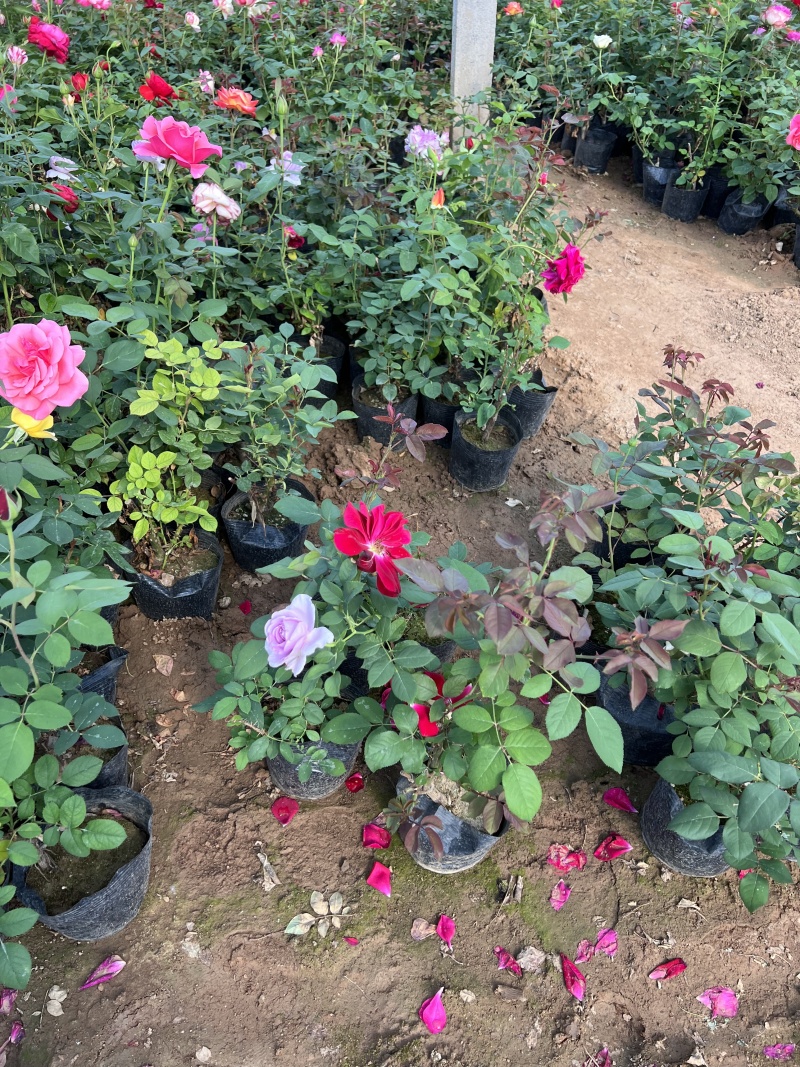 100万丰花月季，正宗红帽子月季，基地直发，质优价廉。