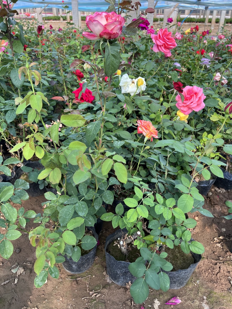 100万丰花月季，正宗红帽子月季，基地直发，质优价廉。
