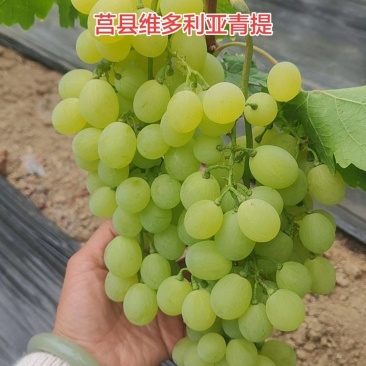 莒县维多利亚青提葡萄大量上市了。欢迎老板们订棚