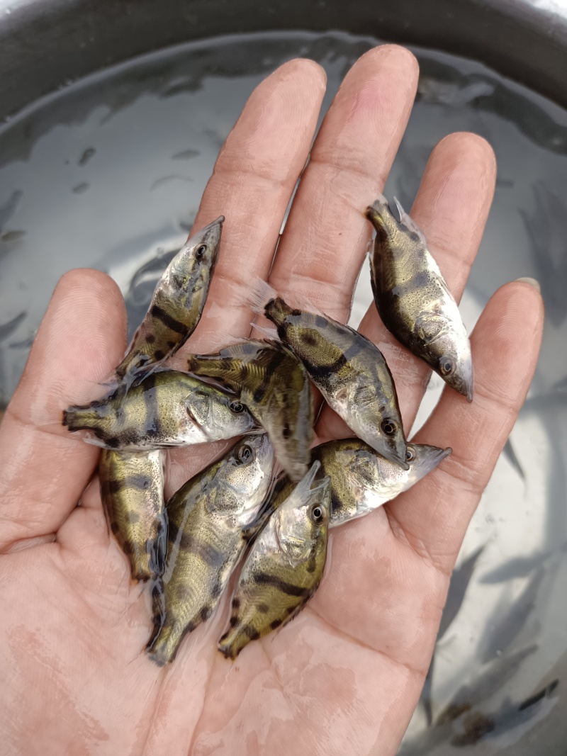 桂花鱼苗、鳜鱼苗、翘嘴鳜鱼苗基地直销，量大优惠，提供技术